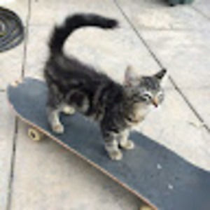 Meet your Posher, Sam